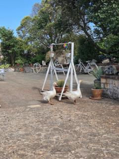 Beltrullo Pietrevive - Martina Franca - 7