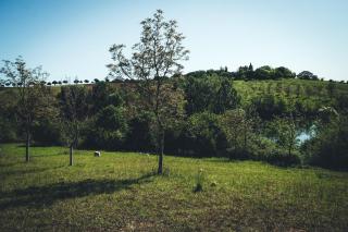 Gîte au coeur d'un domaine viticole - 1