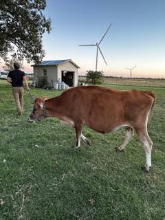 Lallygag Lane's Country Getaway - Cisco - 0