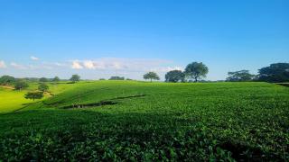 Mulanje Vista House - 1