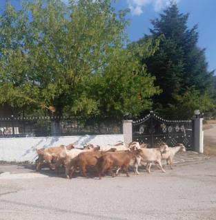 Μικρός Παράδεισος - Αγροτουριστική Κατοικία - - 9
