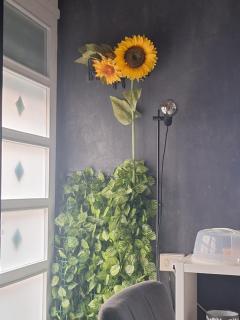 Girasole - Appartamento Centrale - Molfetta - 2