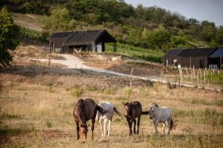 Kosa Estate - 5