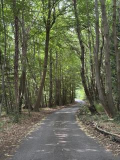 A charming cottage nestled in a peaceful woodland - 4