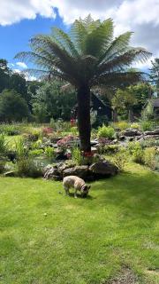 A charming cottage nestled in a peaceful woodland - Byfleet - 2