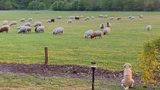 Boshuisje Doldersum: omheinde tuin en uniek uitzicht - 6