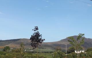 Pine Haven, Carlingford - 4