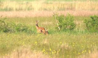 rustig gelegen met prachtig vrij uitzicht over natuurgebied - - 8