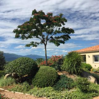 Locations I Carboni - villa 3 chambres - Sollacaro - 9