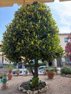 Appartamento Magnolia - Mercatale Val Di Pesa - 8