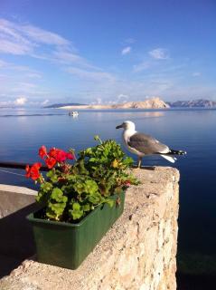 Apartment Starigrad - Senj 1 - Starigrad (Cittavecchia) - 4