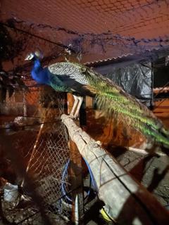 Fluture - Larache - 4