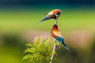 Apartment in Rosolina Mare 15 - 1