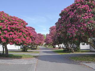 Pencarrow - B6521 - Saint Cleer - 4