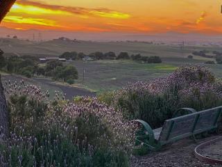 Hidden Acre Vineyard - Paso Robles - 1