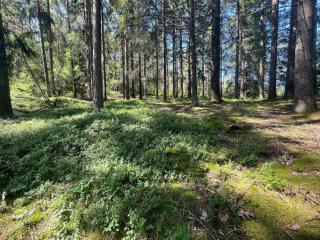 Peaceful Cabin near Furufjall Trail - 4