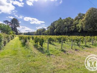 Gîte spacieux de 8 chambres au cœur des vignes d'Anjou - FR-1-622-112 - 3
