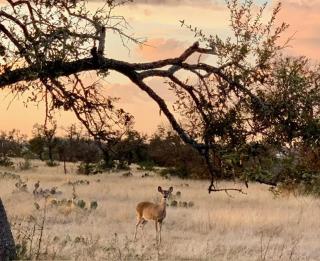 Wine Country Cottage with Scenic Hill Country Views - Tivydale - 8
