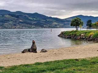 Sunny Waterfront Apartment - Dunedin - 8