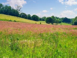 Wren - Uk50152 - Stalisfield - 4