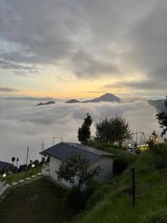 The Deodar Stays - 6