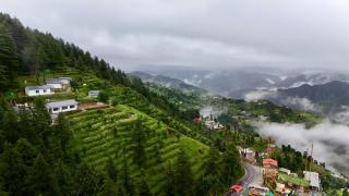 The Deodar Stays - 7