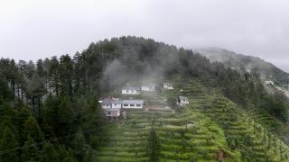 The Deodar Stays - 8