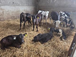 Farm House Cottage - Baltinglass - 7