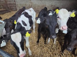 Farm House Cottage - Baltinglass - 8