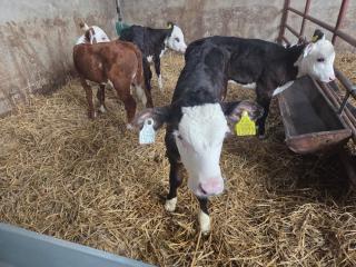Farm House Cottage - Baltinglass - 9