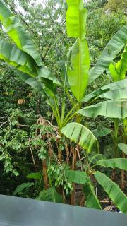 La maison de Château Trompette - 1