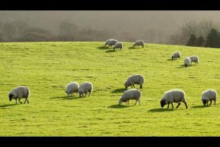 Honey Bee Cottage Tiny House Welshpool - Welshpool - 9