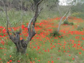 Appartement Argelès Plage - 2