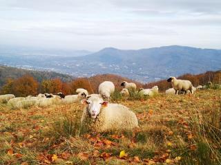Poniwiec Mała Czantoria - 8