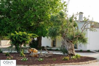 MASSERIA OSHA ex QUIS UT DEUS - - 5