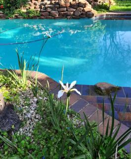 Modern, Prime Location Private Suite Pool View - Sandton - 6