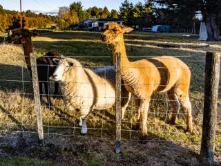 Taylor Lodge Adventure Base - Erua Holiday Home - Erua - 9