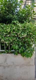Maria's Garden - Atene - 8