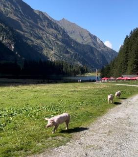 Hotel in the HEART of the Alps - Uttendorf - 8
