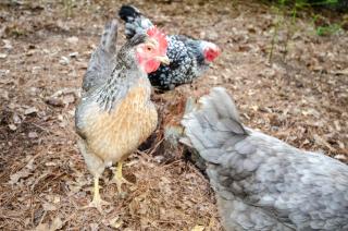 Private 1 Acre Retreat, Spa, Firepit, Gym, Chickens, King Suite, Pets - 1