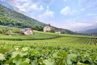 Harmony Apt 2 - Appiano sulla Strada del Vino - 8