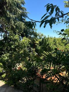 In touch with nature in Büyükada - Adalar - 4