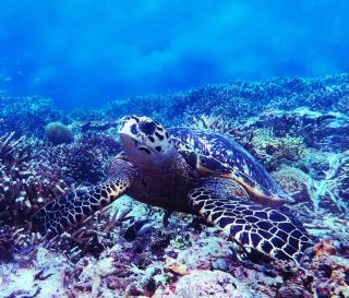 The New Gili Kolanta Indah - 6