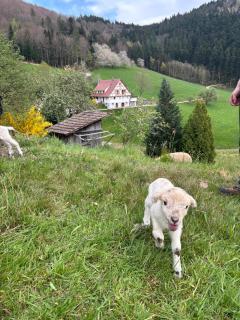 Suschethof - Oppenau - 2