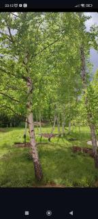 Whisper Birch Brezna - Plužine - 1