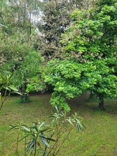 Villa Les Pins - 2