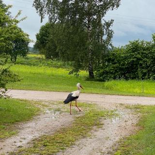 Rasiņas - - 3
