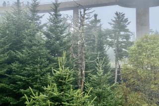 Sweet Serenity - Gatlinburg - 9
