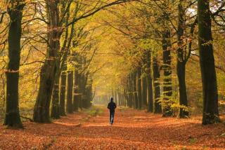 Charming forest house with fairytale forest garden - Wateren - 8
