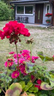 Pie dzintara jūras - 0